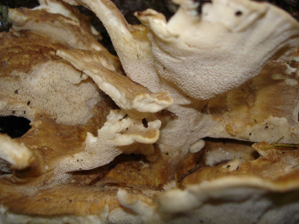 Polyporus squamosus ??? (Bondarzewia montana)